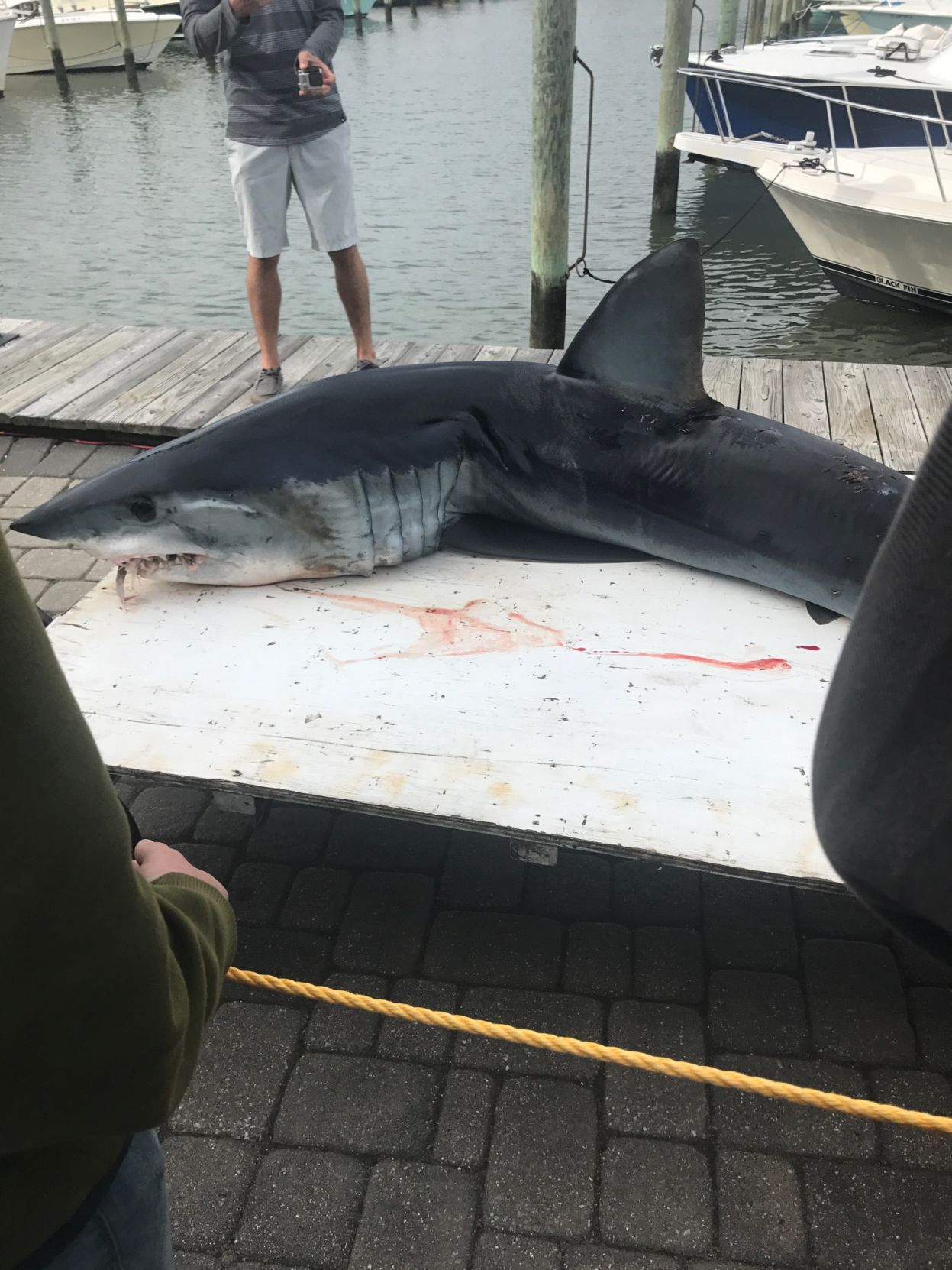 Shark Tournament
